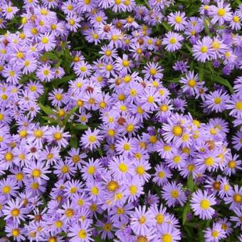 Aster Dumosus 'Prof. Anton Kippenberg'