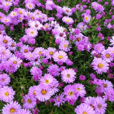 Aster dumosus 'Rosenwichtel'