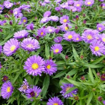 Aster dumosus ISLAND 'Samoa'