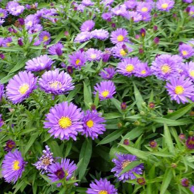 Aster dumosus ISLAND 'Samoa'