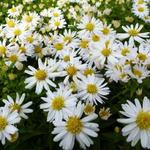 Aster dumosus 'Schneekissen' - 