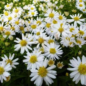 Aster dumosus 'Schneekissen'