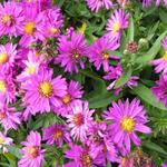 Aster dumosus 'Starlight' - 