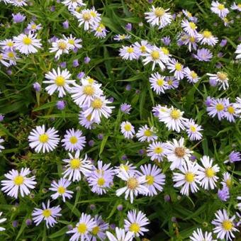 Aster dumosus 'Zwergenhimmel'