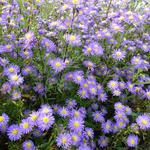 Aster ericoides 'Blue Wonder'