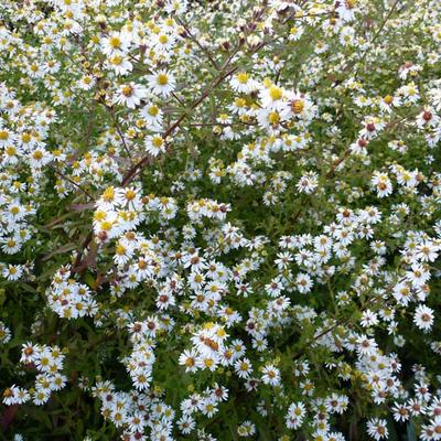 Aster ericoides 'Herbsmyrte' - 