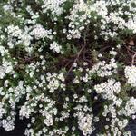 Aster ericoides 'Snowflurry' - 