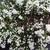 Aster ericoides 'Snowflurry'