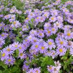 Aster x frikartii 'Jungfrau' - Aster x frikartii 'Jungfrau'