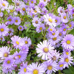 Aster 'JS Barts Blue Beauty' - 