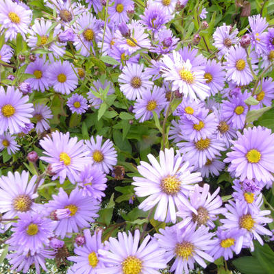 Aster 'JS Barts Blue Beauty'