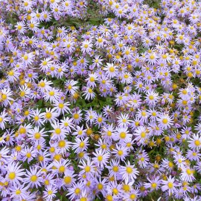 Aster JS 'Eleven Purple'