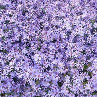 Aster cordifolius 'Little Carlow'