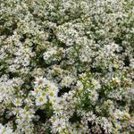 Symphyotrichum pilosum var. pringlei 'Monte Cassino'