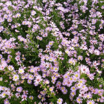 Aster 'Ochtendgloren' - 