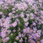 Aster 'Pink Star'