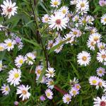 Aster 'Vasterival' - 