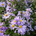 Aster laevis 'Calliope' - 