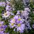 Aster laevis 'Calliope'