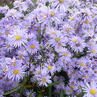 Aster