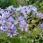 Aster macrophyllus - Großblättrige Aster