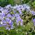 Aster macrophyllus