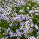 Aster macrophyllus 'Twilight' - 