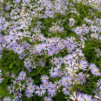 Aster macrophyllus 'Twilight'