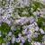 Aster macrophyllus 'Twilight'