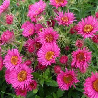 Aster novae-angliae 'Andenken an Alma Pötschke'