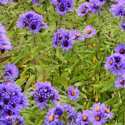 Aster novae-angliae 'Guido en Gezelle'