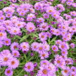 Aster novae-angliae 'Purple Dome' - 