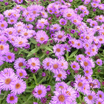 Aster novae-angliae 'Purple Dome'