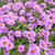 Aster novae-angliae 'Purple Dome'