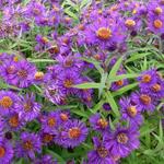 Aster novi-belgii 'Violetta' - 