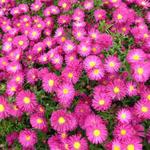 Aster novi-belgii 'Crimson Brocade' - Aster novi-belgii 'Crimson Brocade'