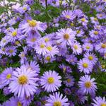 Aster novi-belgii 'Dauerblau' - 