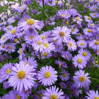 Aster novi-belgii 'Dauerblau'