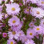 Aster novi-belgii 'Fellowship' - 