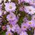 Aster novi-belgii 'Fellowship'