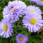 Aster novi-belgii 'Marie Ballard' - 