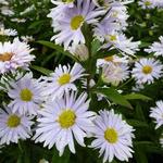 Aster novi-belgii 'Porzellan'