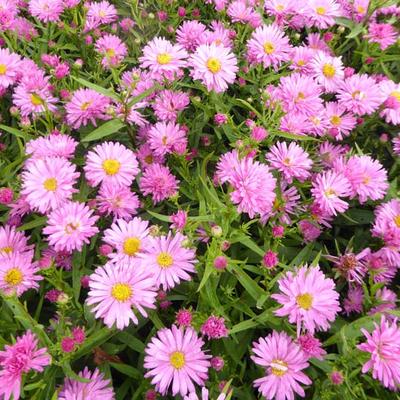 Aster novi-belgii 'Rosaperle' - 