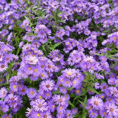 Aster novi-belgii 'Schone von Dietlikon' - 