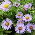 Aster oblongifolius 'October Skies'