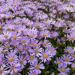 Aster radula - 