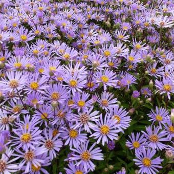 Aster radula