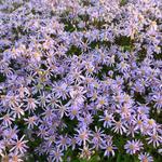 Aster radula 'August Sky' - Aster radula 'August Sky'