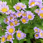 Aster tataricus 'Jindai' - 