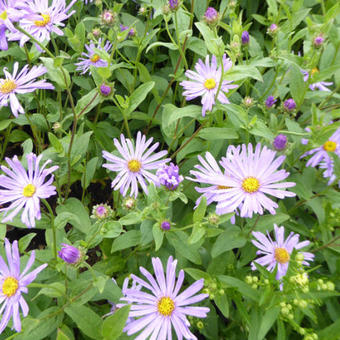 Aster thomsonii